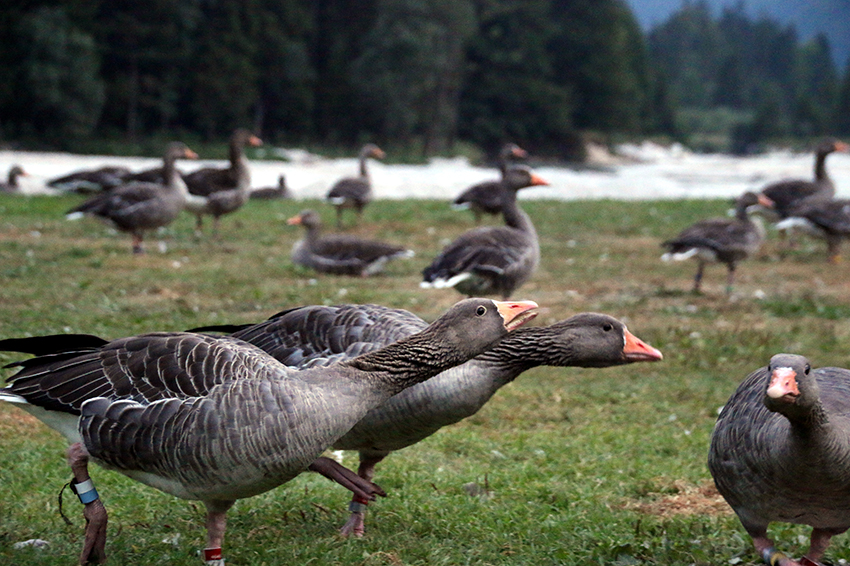  @WascherClaudia "I initially studied to become a teacher, but got caught with animal behaviour after an internship at  @KLF_UniVienna, investigating how social interactions affect heart rate in greylag geese* (*funfact: I studied geese that used to hang out with Konrad Lorenz)"