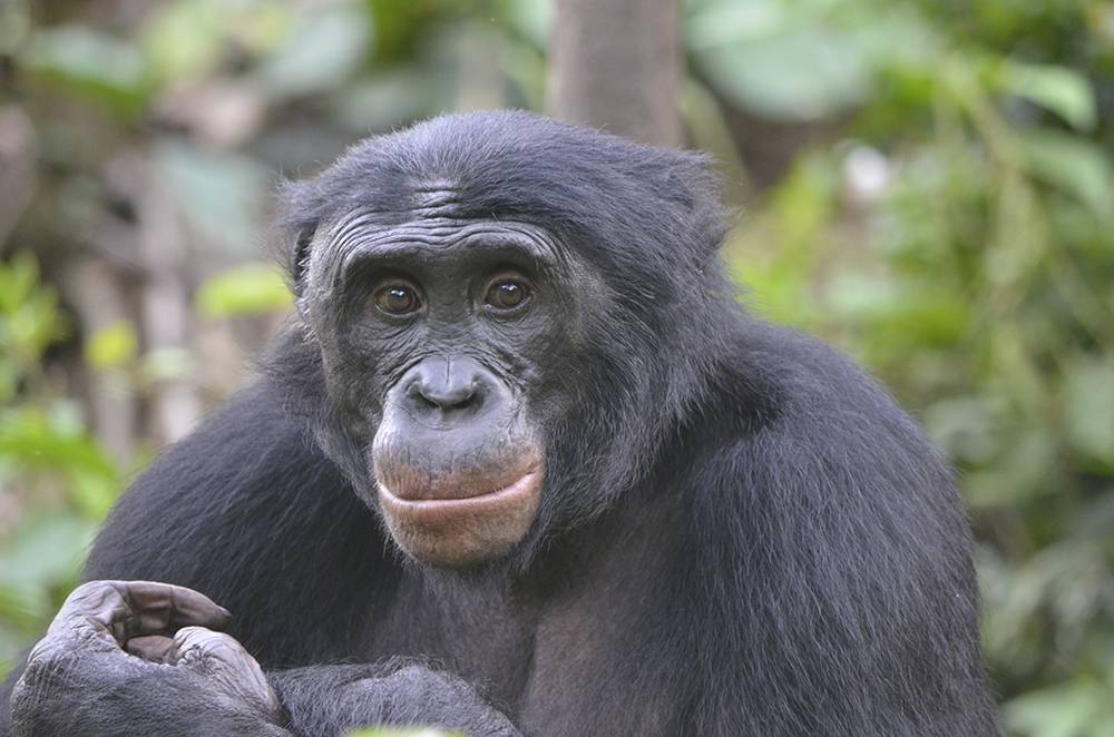  @ChrisKrupenye "i& #39;m an evolutionary cognitive scientist  @durham_uni &  @johnshopkins. i study how different species understand their social worlds--including chimpanzees, bonobos, humans, and dogs! social cognition, theory of mind, politics  https://christopherkrupenye.weebly.com/
