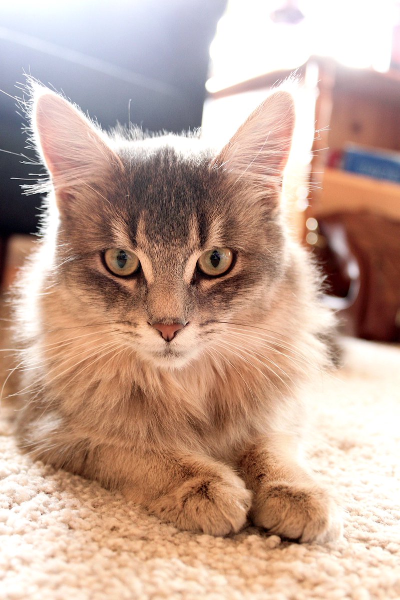 helenemyk's tweet photo. @danimansuttii Silver 🐈 https://t.co/IXCEtEy0Wi