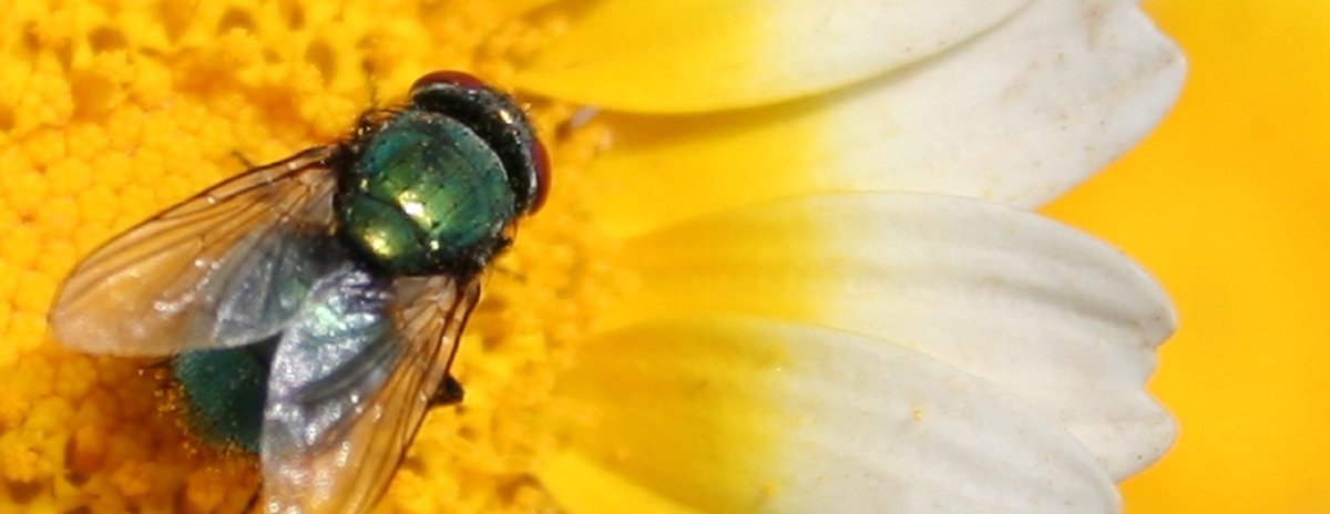 down2earthindia's tweet photo. One of the aims of #PollinatorWeek (June 22-28) is to highlight how the entire agricultural process can be affected by #pollination. Around 35 per cent of the worldβs crop production is affected by pollinators.
#Pollinators
#PollinatorWeek2020
https://t.co/TwOYZkBEX0 https://t.co/7ECLdnh9y9
