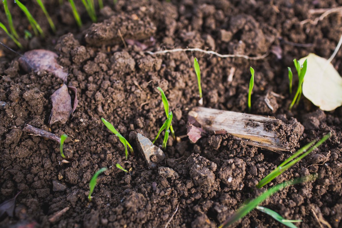 We’re in 💚 with #microbes, you should be too.These soil soldiers are the oldest form of life on earth.😱 Do you know why we need them? #microbes #composting #farmlife