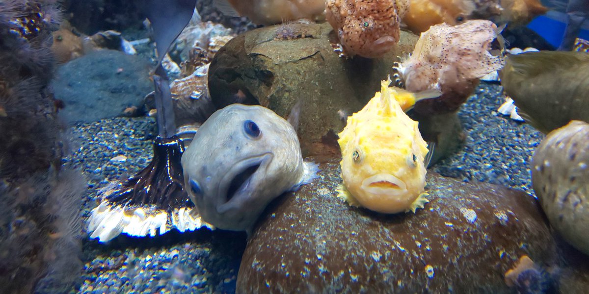 ウツボマンション Twitter Search