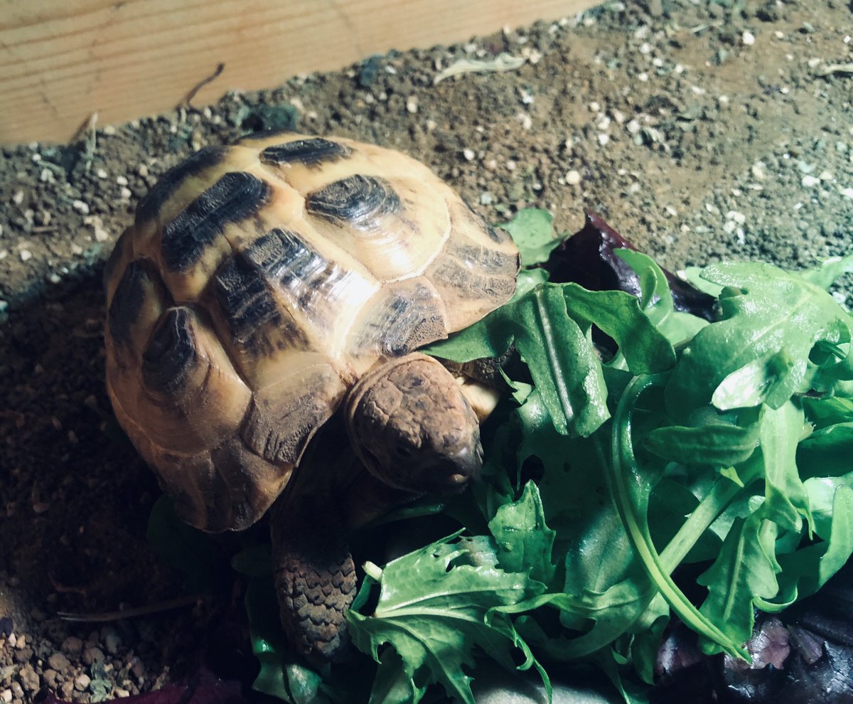 RHS_Kolbe's tweet photo. Kolbe House mascot Tezza the 🐢 doing laps before eating. Any other house got a mascot? No, so bonus points for @RHS_Kolbe 🙌🙌 @RHS_Sport @RHS_Teresa @RHS_King https://t.co/eEADI8LlB5