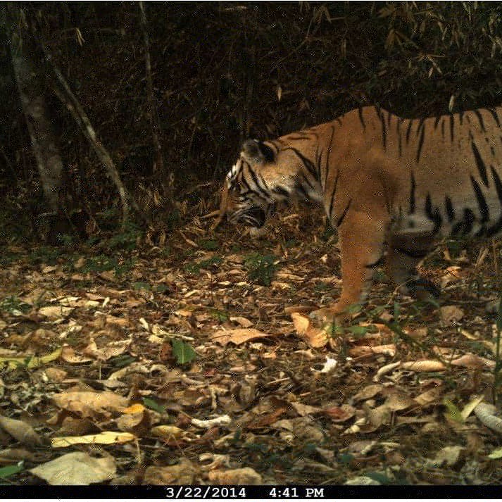  @asab_tweets: How did you get into studying animal behaviour? @WBEC_Thailand: Learning oneself & exploring opportunity to develop intelligence about animal behavior studies. I not nominee because the education system in Thailand not provided animal behavior studies program.