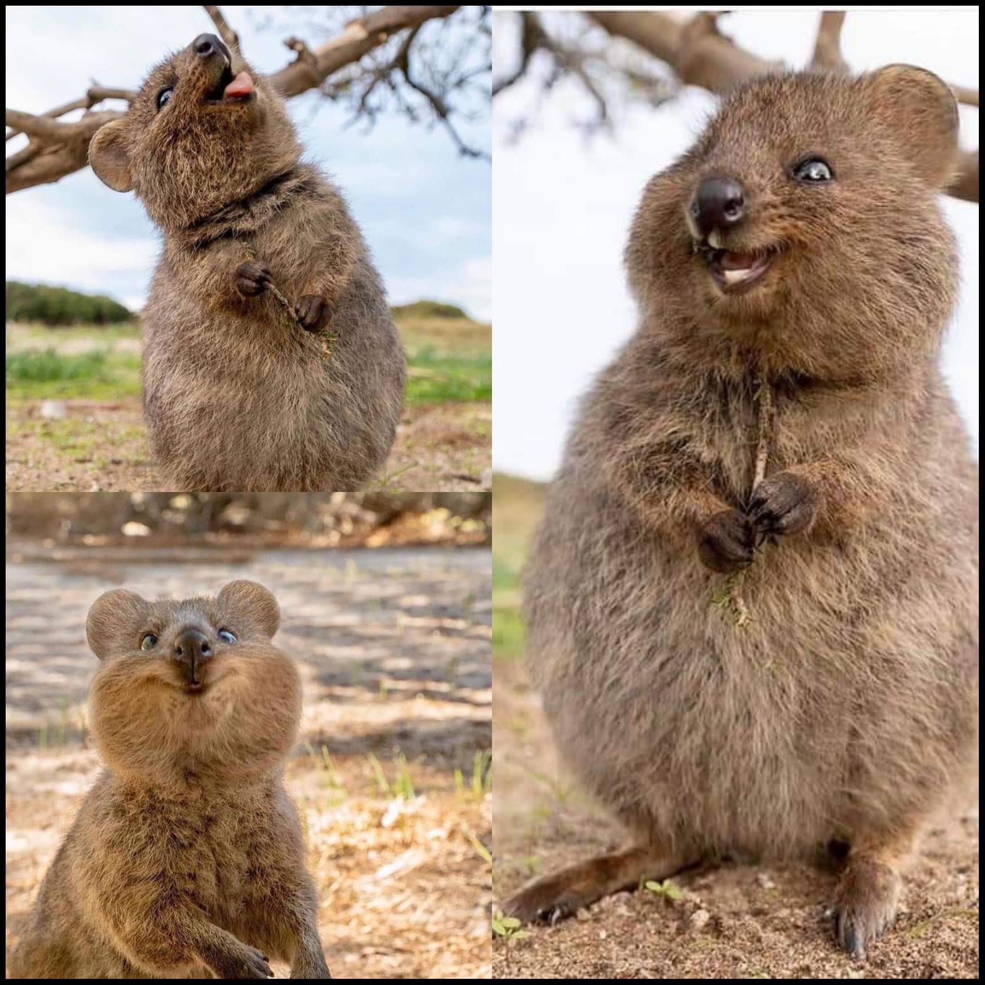 Drae ✪ on Twitter: "Day 3 Happy Fact: Quokka\