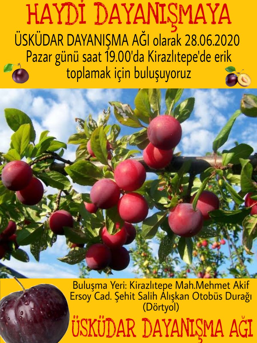ÜDA olarak 28 Haziran Pazar günü saat 19.00'da Kirazlıtepe'de erik toplamak için buluşuyoruz🤲Hepinizi  doğayla ve birbirimizle vakit geçirmeye davet ediyoruz!  🌳🌳🌳

📍Buluşma Yeri: Kirazlıtepe Mahallesi, Mehmet Akif Ersoy Caddesi, Şehit Salih Alışkan Otobüs Durağı.
