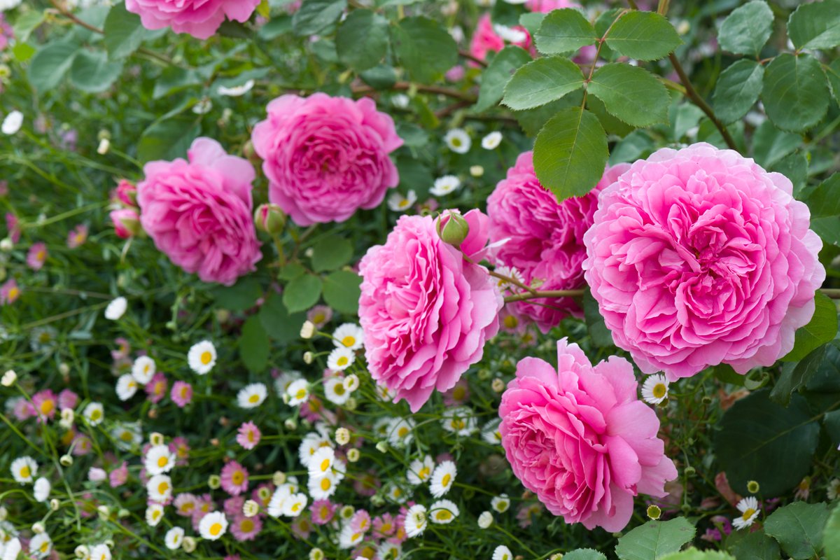 DAustinRoses's tweet photo. Princess Alexandra of Kent is a wonderful variety with magnificent blooms and a delicious, award-winning fragrance. Today, we’re giving one of you the chance to win one for your garden! Simply retweet to enter. #FreebieFriday https://t.co/VEPsRboT5W