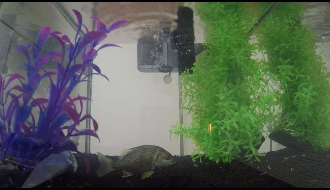 魚飼育 Twitter Search Twitter