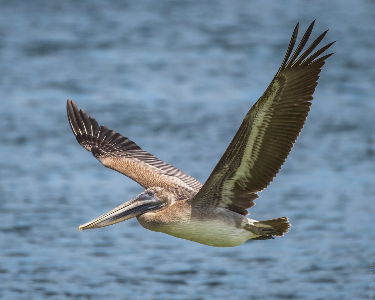 subtraho's tweet photo. Brown Pelican - #InFlightFriday
#brownpelican #pelican #fishbeware
#wildlife #wildlifephotography #birding #birdtonic https://t.co/StU5xDTJYo