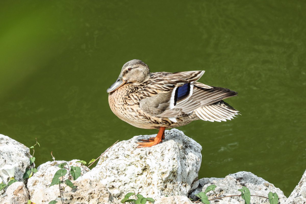 agacvepeyzajas's tweet image. Yıldız Korusu’ndaki şirin ördek 🦆 gününüze renk katsın.🍃

Koruda ördek ve kuğuları görebilirsiniz. 🍃🦆 🦢 

Hafta sonu planlarınıza Yıldız Korusu gezisini eklemeyi unutmayın. 🍃🦆🦢

 Mutlu hafta sonları dileriz.

#yıldızkorusu #ördek #kuğu #koru  #cuma #mutluhaftasonları