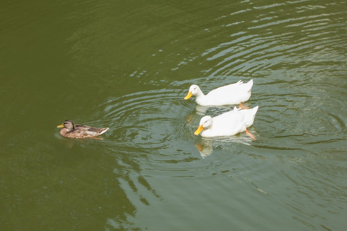 agacvepeyzajas's tweet image. Yıldız Korusu’ndaki şirin ördek 🦆 gününüze renk katsın.🍃

Koruda ördek ve kuğuları görebilirsiniz. 🍃🦆 🦢 

Hafta sonu planlarınıza Yıldız Korusu gezisini eklemeyi unutmayın. 🍃🦆🦢

 Mutlu hafta sonları dileriz.

#yıldızkorusu #ördek #kuğu #koru  #cuma #mutluhaftasonları