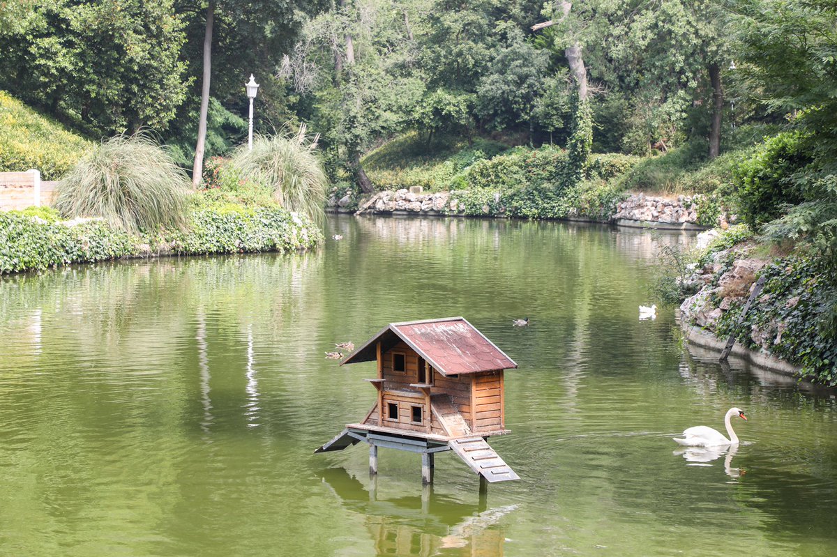 agacvepeyzajas's tweet image. Yıldız Korusu’ndaki şirin ördek 🦆 gününüze renk katsın.🍃

Koruda ördek ve kuğuları görebilirsiniz. 🍃🦆 🦢 

Hafta sonu planlarınıza Yıldız Korusu gezisini eklemeyi unutmayın. 🍃🦆🦢

 Mutlu hafta sonları dileriz.

#yıldızkorusu #ördek #kuğu #koru  #cuma #mutluhaftasonları