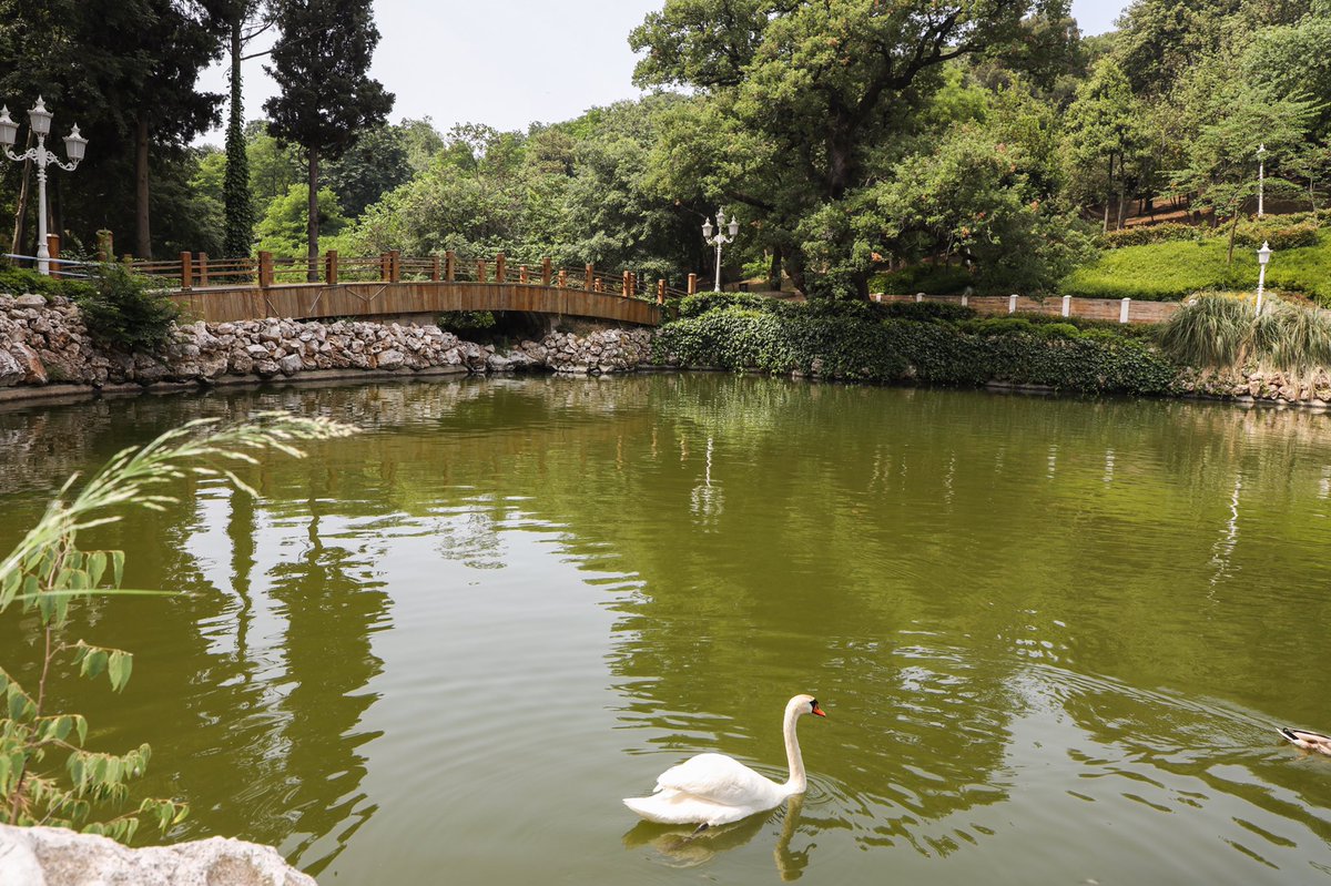 agacvepeyzajas's tweet image. Yıldız Korusu’ndaki şirin ördek 🦆 gününüze renk katsın.🍃

Koruda ördek ve kuğuları görebilirsiniz. 🍃🦆 🦢 

Hafta sonu planlarınıza Yıldız Korusu gezisini eklemeyi unutmayın. 🍃🦆🦢

 Mutlu hafta sonları dileriz.

#yıldızkorusu #ördek #kuğu #koru  #cuma #mutluhaftasonları