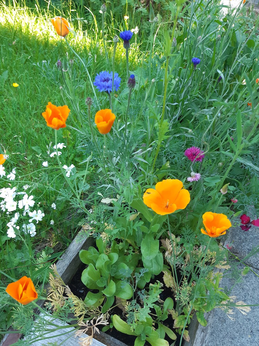 BeccaSteele84's tweet photo. @SHCPChorley Finn's seeds for bees  have flowered and are really beautiful! And the bees have started to enjoy them 😍🐝 https://t.co/viE0q7vdaa
