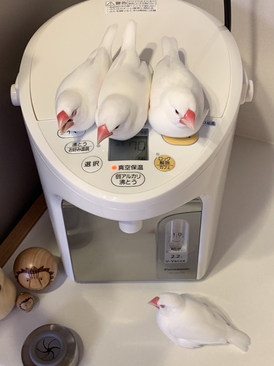 yoncha1107's tweet photo. 今日もポットの妖精たち現る🐥🐣🐣🐣 https://t.co/mWGrP0TxAc