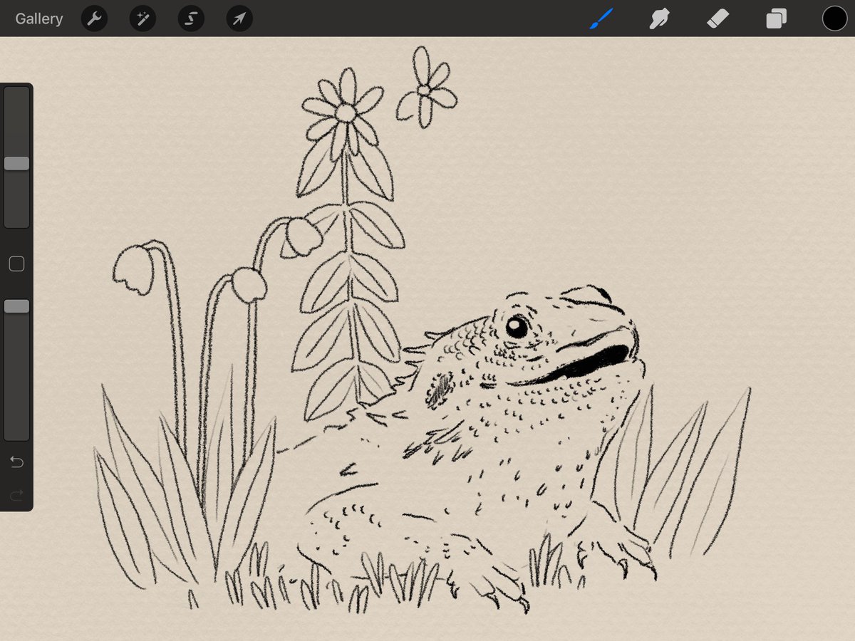 Currently working on pet commissions. What kind of dog is this? 