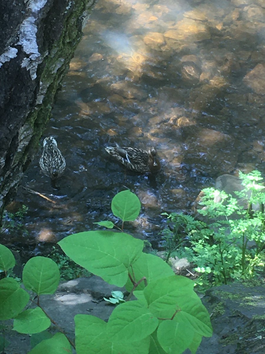 candicefiler's tweet photo. @CedarLibanus Not too exciting, but Tom has taken some pics of sources of pollution in the river. Including plastic, metal sign, contamination for a leak from a nearby old iron/tin mine, and poo from ducks on the river. Sorry we discussed the sources but he didn’t write them down. https://t.co/f614NKAvv5