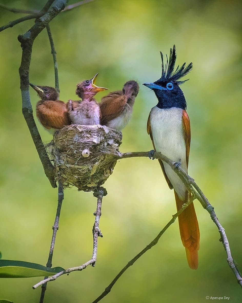 😍😍

#photography
#bird #animal #wildlifephotography #forest