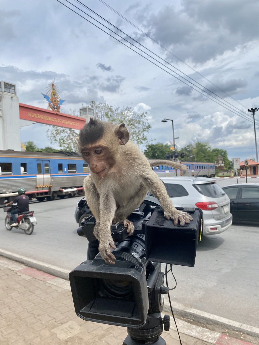 flo18flo's tweet photo. That piece-to-camera for @dwnews went really well...until the monkeys took over the controls. 🙈 #Thailand #Lopburi #monkeybusiness https://t.co/9WbF85RUoM