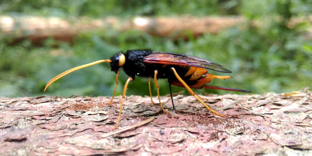 BExplo_de's tweet photo. Giant #woodwasp / #Riesenholzwespe [Urocerus gigas] during the egg deposition on a #deadwood log in the Gap-Experiment FOX on Plot A34-D, #AlbExploratory https://t.co/uHuxQR5v2K
