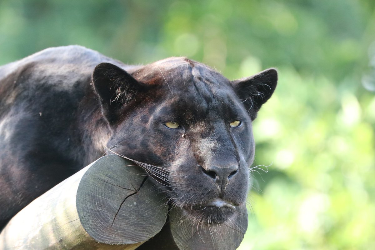 Wow this weather is amazing! My platform is the perfect place to be :) 

#jaguar #blackjaguar #maya #summer