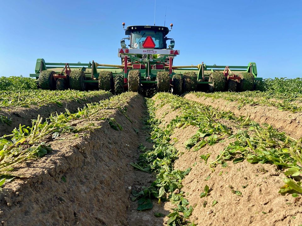 Les3Laboureurs's tweet photo. 🌱 NOUVELLE ÉTAPE : le défanage des pommes de terre.

Il s’agit d’une opération de broyage qui permet de stopper la croissance des plantes et ainsi figer le grossissement : la peau de la pomme de terre s’épaissit et devient résistante 💪 https://t.co/jgchOUm6Vw