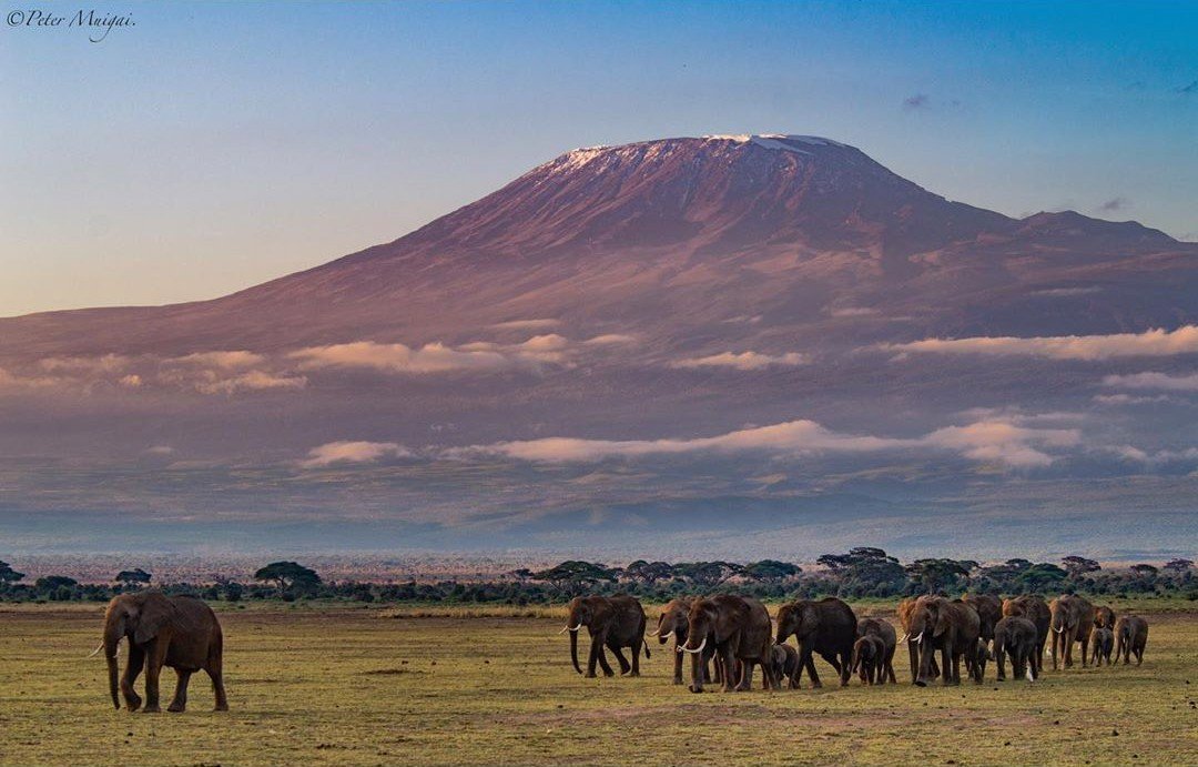 kenyapics's tweet photo. Beautiful Amboseli. Photo by Peter Muigai https://t.co/jPEINn8yPV