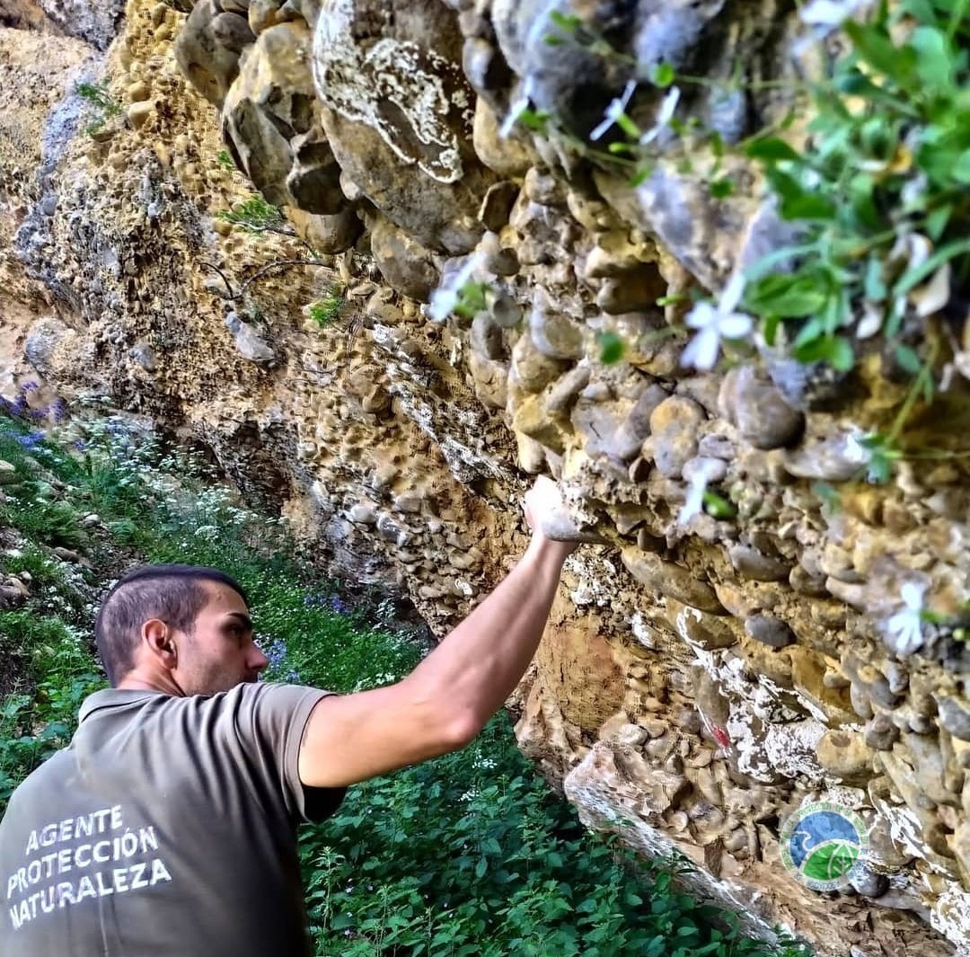 aaffaragon's tweet photo. Los #AgentesProtecciónNaturaleza #APN del @GobAragon realizamos seguimiento de Androsace cylindrica en El #PaisajeProtegido de #SanJuanDeLaPeña y Monte #Oroel. Especie rupícola de interés especial dentro del @LIFEprogramme @RedNatura2000 #RESECOM
➕info ⬇️
https://t.co/ncxG93EfNw https://t.co/cMG6xMD1Fv