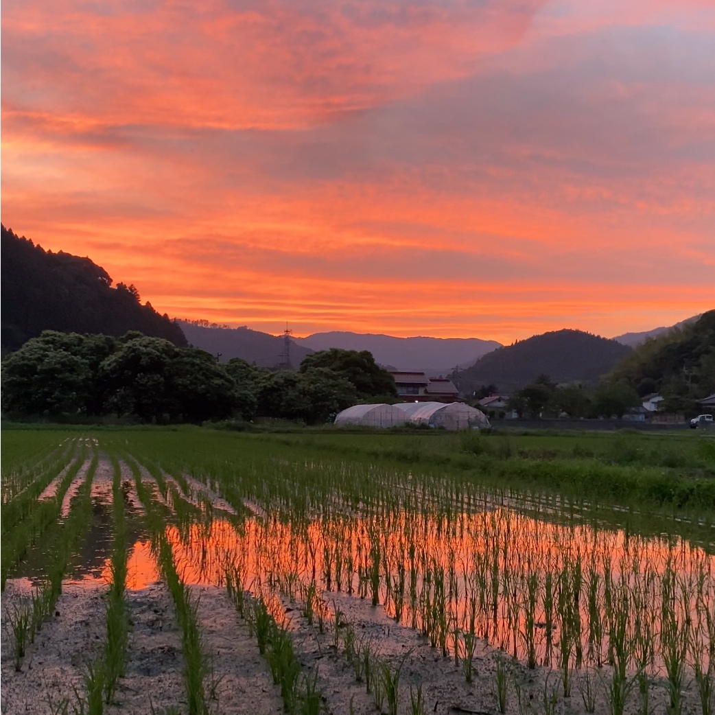 okiwebshop's tweet photo. 隠岐ウェブ商店街のお中元ギフトが始まっています！
7月にさざえ漁が解禁です！
https://t.co/qX5KGqzemk

今年のお中元は大切な方へ、隠岐の島の美味しい恵みを贈りませんか？

6月は隠岐の旧節句と中村地区の独特のちまきについて取り上げました！
https://t.co/wZ3ego9oxK

#隠岐 #お中元 #さざえ https://t.co/stSMf9b7tj