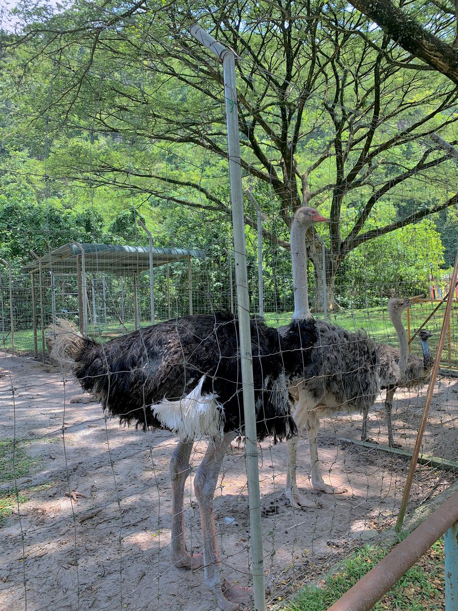  Ada juga mini zoo disini