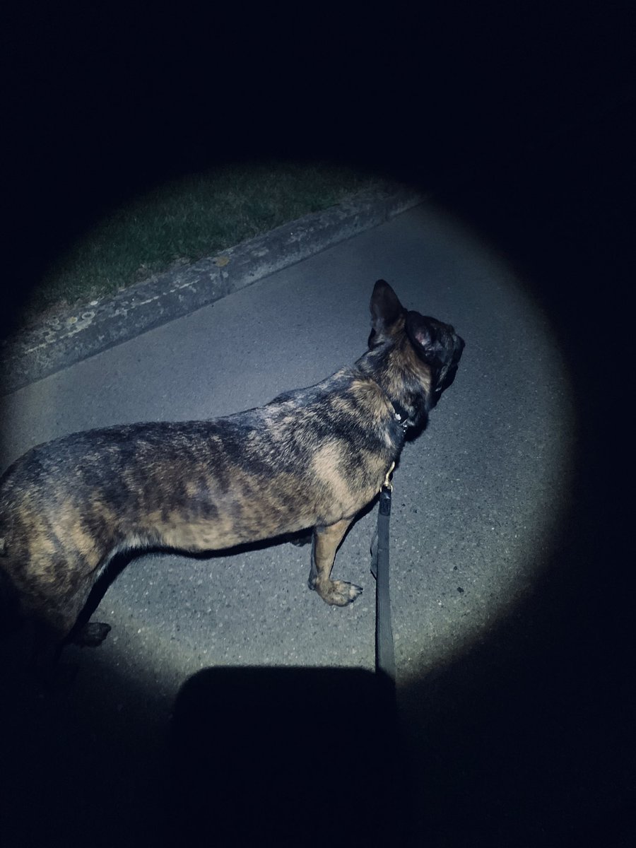 K9SPUK's tweet photo. Indio & Katja our on night manoeuvres, much cooler for working, exercise and familiarity at night with different stimulus #K9 #PoliceDogs #belgianmalinois #dutchshepherd #GSD #MWD #protectiondogs #familyprotection #Familyprotectiondogs #Security #closeprotection https://t.co/cfQcpGVGHU
