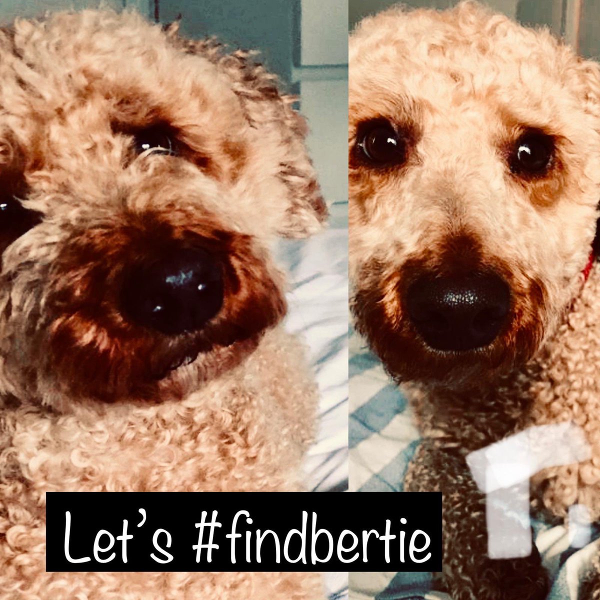 bertie_is's tweet photo. Dear @BrightonHoveCC 
You are our local council &amp; we would be really grateful for a Retweet to help us #FindBertie please
He has been missing for 2 months and our hearts are broken💔
You have so many local followers a RT would help so much 🙏 https://t.co/9RC1jKFOs5