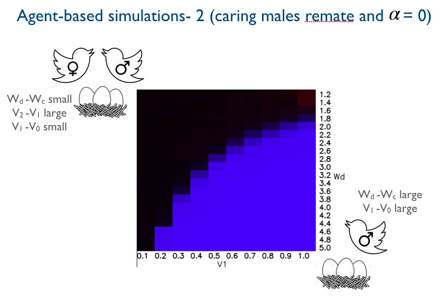 In the ABS corresponding to Game 2 (when caring males can also remate), the ESS are either biparental care or male-only care. As the mating advantage for deserting males decreases, the ESS change continuously from those for ABS-1 to ABS-2. 23/36