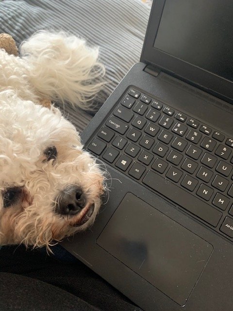 hrd_bournemouth's tweet photo. Its #BringYourDogToWorkDay, here's Murphy working hard from home with me today @TheHRDept https://t.co/6RnwzyfpcJ