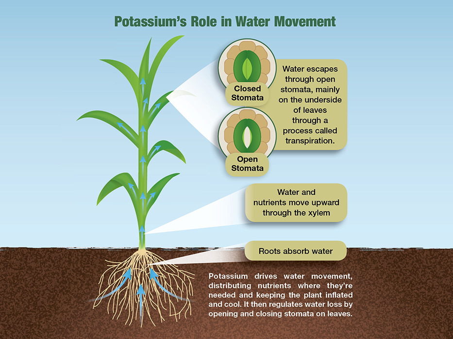 daktariwaudongo's tweet photo. What the K on your fertilizer bag is meant to do. Keep an eye on the Potassium levels on your soil report.
#webpic https://t.co/Q7VtTzwrXZ