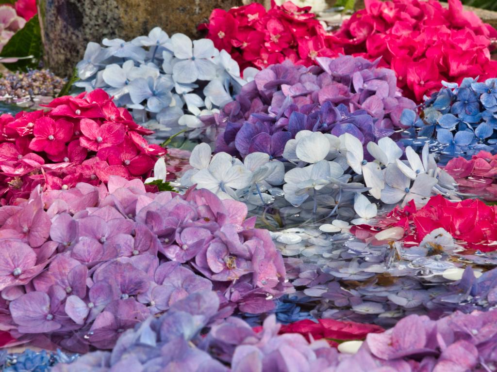 ymtbi's tweet photo. アジサイを見に宇治の三室戸寺へ。京都の紫陽花寺として有名。今年は外国の方がいないので、静かに紫陽花を楽しめました。 https://t.co/74kWUg1vFK