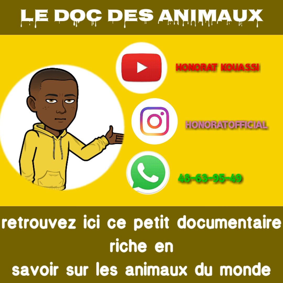 honorat_kouassi's tweet image. Je vous attends sur les plateformes 🐼🐻🐇🐁🐭
#promevent
#ledocdesanimaux