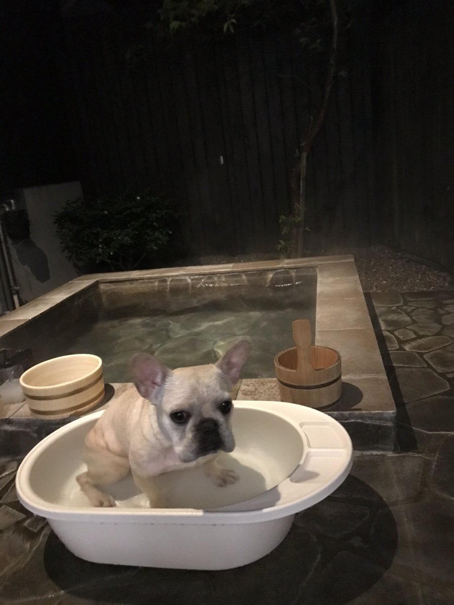 フレンチブルドッグの小梅ちゃん 別府温泉 露天風呂 わんこの宿ゆるり T Co 4acl1rbzbx Twitter