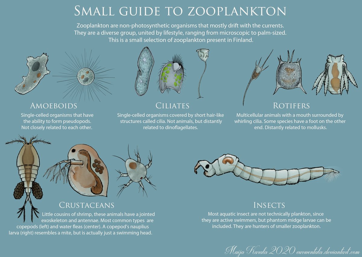 I made plankton illustrations for science center Heureka a while