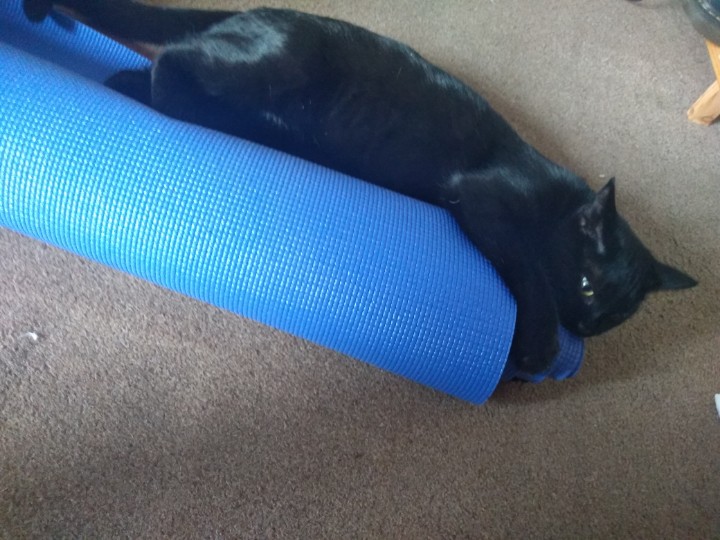 BirlinnBooks's tweet photo. Happy Friday. This morning home office kitten Vesper joined in with the Yoga. Not sure her cat pose it quite right. #petsofpublishing https://t.co/4yfbE3bFfF