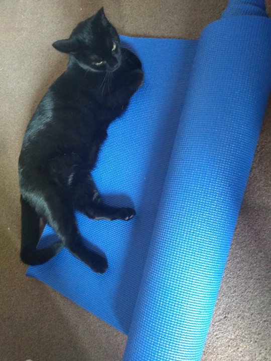 BirlinnBooks's tweet photo. Happy Friday. This morning home office kitten Vesper joined in with the Yoga. Not sure her cat pose it quite right. #petsofpublishing https://t.co/4yfbE3bFfF