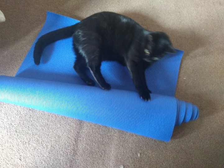 BirlinnBooks's tweet photo. Happy Friday. This morning home office kitten Vesper joined in with the Yoga. Not sure her cat pose it quite right. #petsofpublishing https://t.co/4yfbE3bFfF