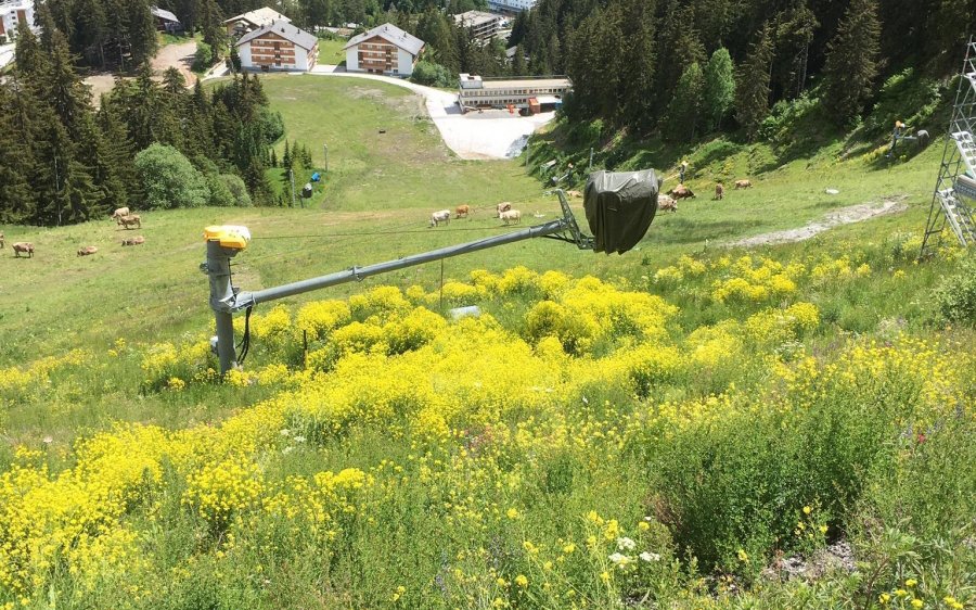 Danima's tweet image. C'est une vraie saloperie! Nos régions sont envahies, et 
 il faut agir! commune-cransmontana.ch/news/biodivers… #planteenvahissante #buniasdorient #invasion #biodiversite