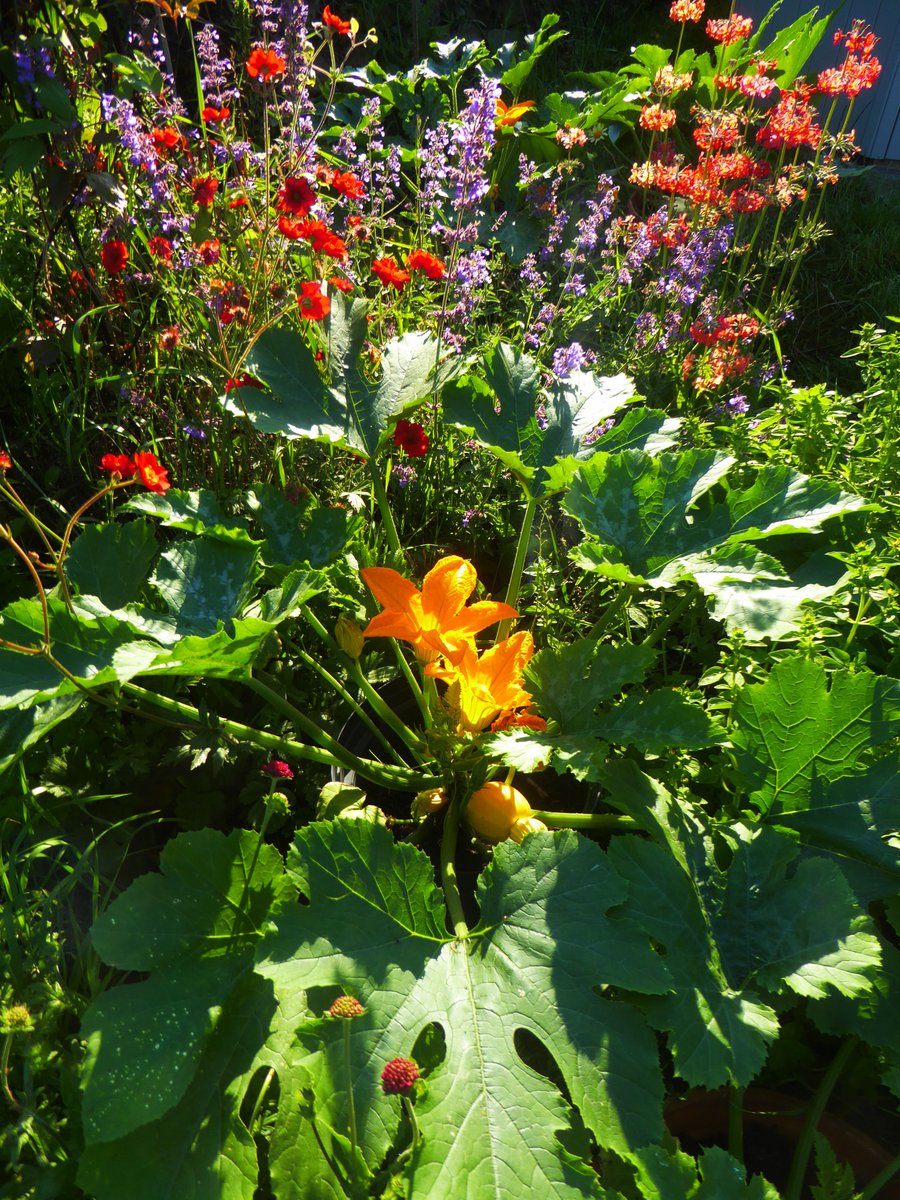 This mornings harvest. The round yellow courgettes are so beautiful and much more tasty than green ones. I moved some into a wildflower bed for better pollination..
#growyourown #foodforthought #wildgarden #bees #artistsgarden