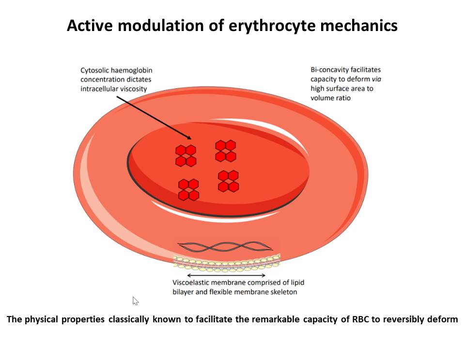 AJP-Cell Physiology (@ajpcellphys) on Twitter photo <a href="/AJPCellPhys/">AJP-Cell Physiology</a> #ImageOfTheWeek highlights the #mechanical properties of #redbloodcells. Read the MiniReview on how physical and rheological properties of RBC are actively modulated at doi-org.bris.idm.oclc.org/10.1152/ajpcel… <a href="/AJPCellPhys/">AJP-Cell Physiology</a> #ImageOfTheWeek highlights the #mechanical properties of #redbloodcells. Read the MiniReview on how physical and rheological properties of RBC are actively modulated at doi-org.bris.idm.oclc.org/10.1152/ajpcel…