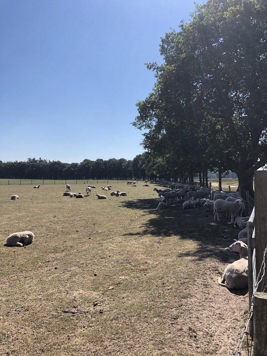 Jan Pieter vd Schans (@jpvdschans) on Twitter photo Vanochtend even langsgefietst bij de schaapskooien van <a href="/Edese_Schapen/">Edese Schaapskudde</a>. We spraken over de wolf en maatregelen die nodig zijn om de schapen te beschermen. De eerste stappen om de kralen wolfwerend te maken worden gezet! 🐑 #VoorEde Vanochtend even langsgefietst bij de schaapskooien van <a href="/Edese_Schapen/">Edese Schaapskudde</a>. We spraken over de wolf en maatregelen die nodig zijn om de schapen te beschermen. De eerste stappen om de kralen wolfwerend te maken worden gezet! 🐑 #VoorEde