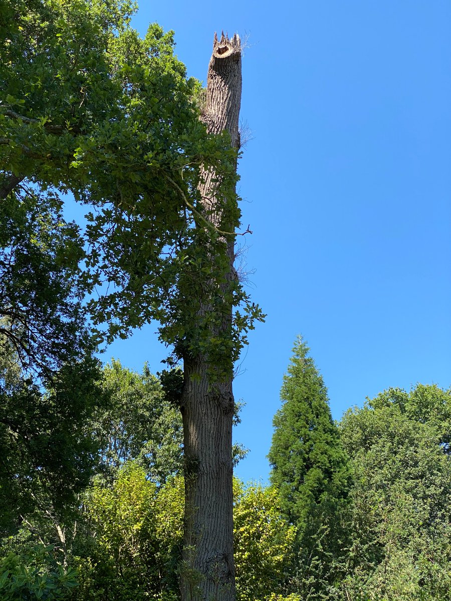 JeremyDBarrell's tweet image. Great example of an aptly named coronette cut designed to mimic natural failures and create more diverse habitat niches.  Good to see the tree team at RHS Wisley leading by example.