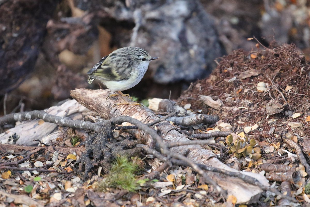  @ke_cain "Currently working with the world's most ancient songbird. It's tiny, and weird and fascinating. They are also one of the birbiest birbs ever."