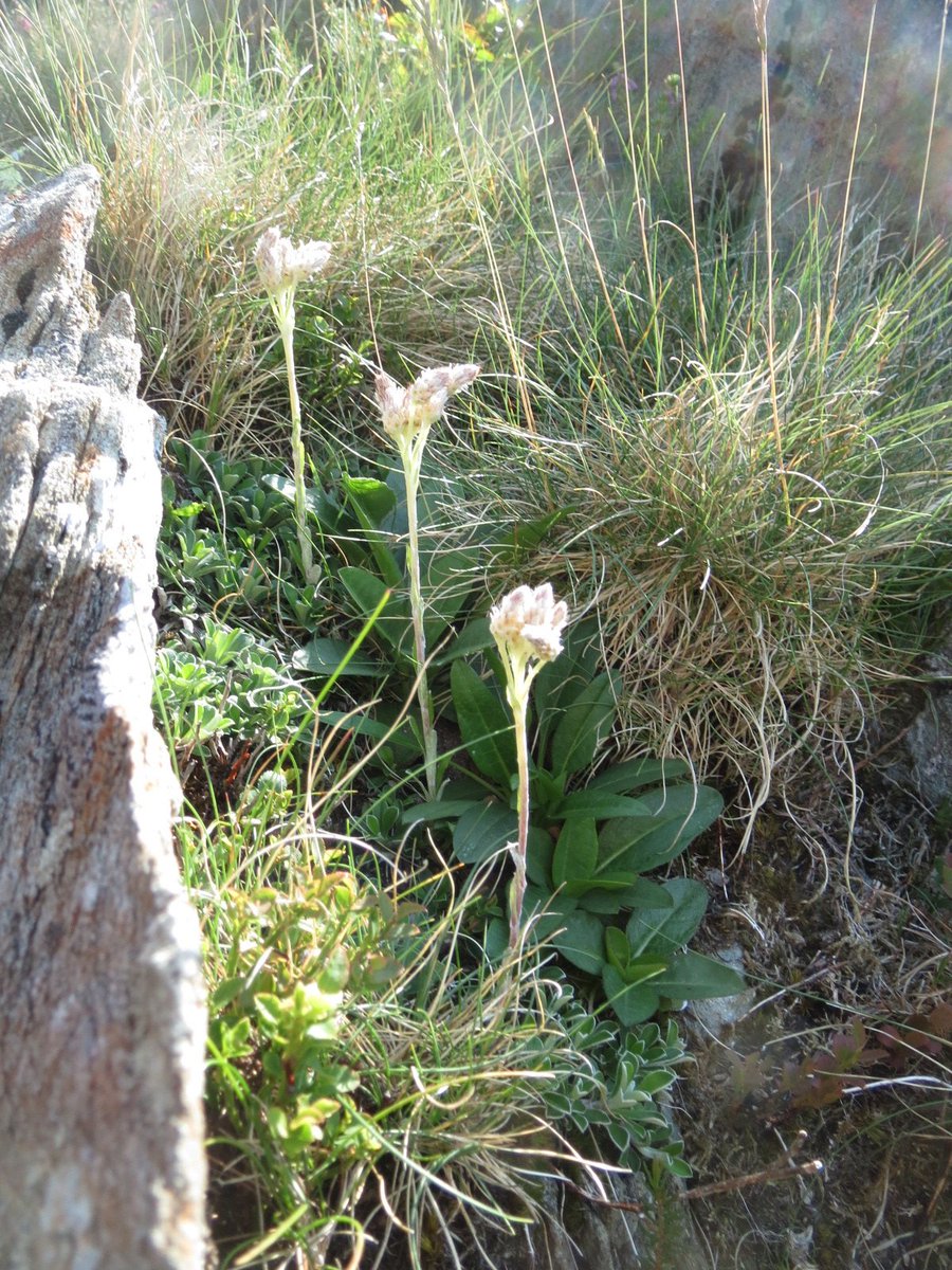 Roseroot on rock. Mountain Everlasting too.Lakeland's Alpine flowers are being pushed uphill due to our climate emergency. May run out of height and places to go one day. Not so Everlasting, after all...Wildflowers look good up there too - Golden Rod 'rock scrambling' too.