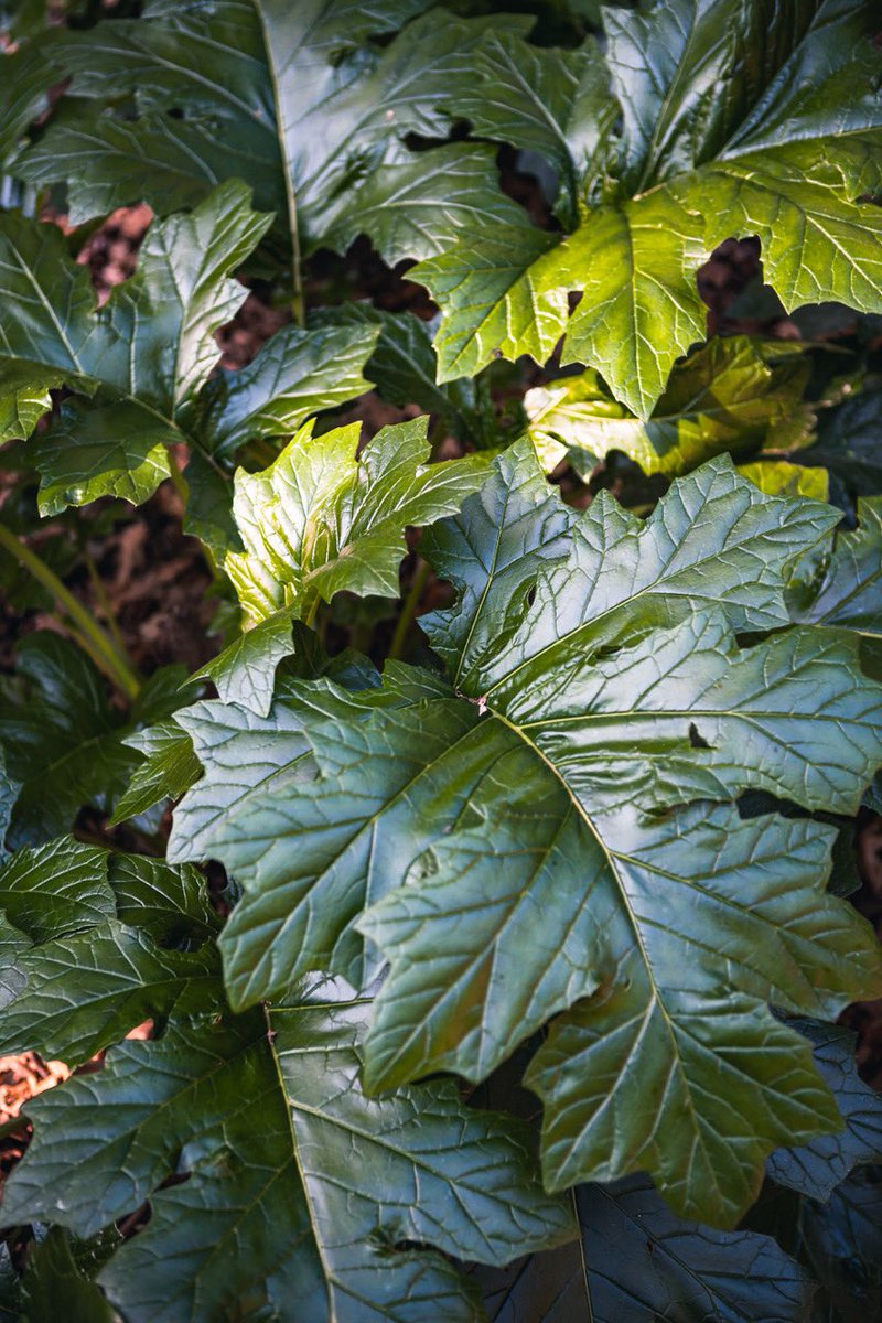 Fotografías para “Ella me salva”, nuevo disco de <a href="/susumusica/">Susu</a> 
#susu #portrait #portraitphotography #retrato #cactus #park #indie #indiemusic #cantautora #colorphotography #lensculture #lenscultureportrait #canon2470mm